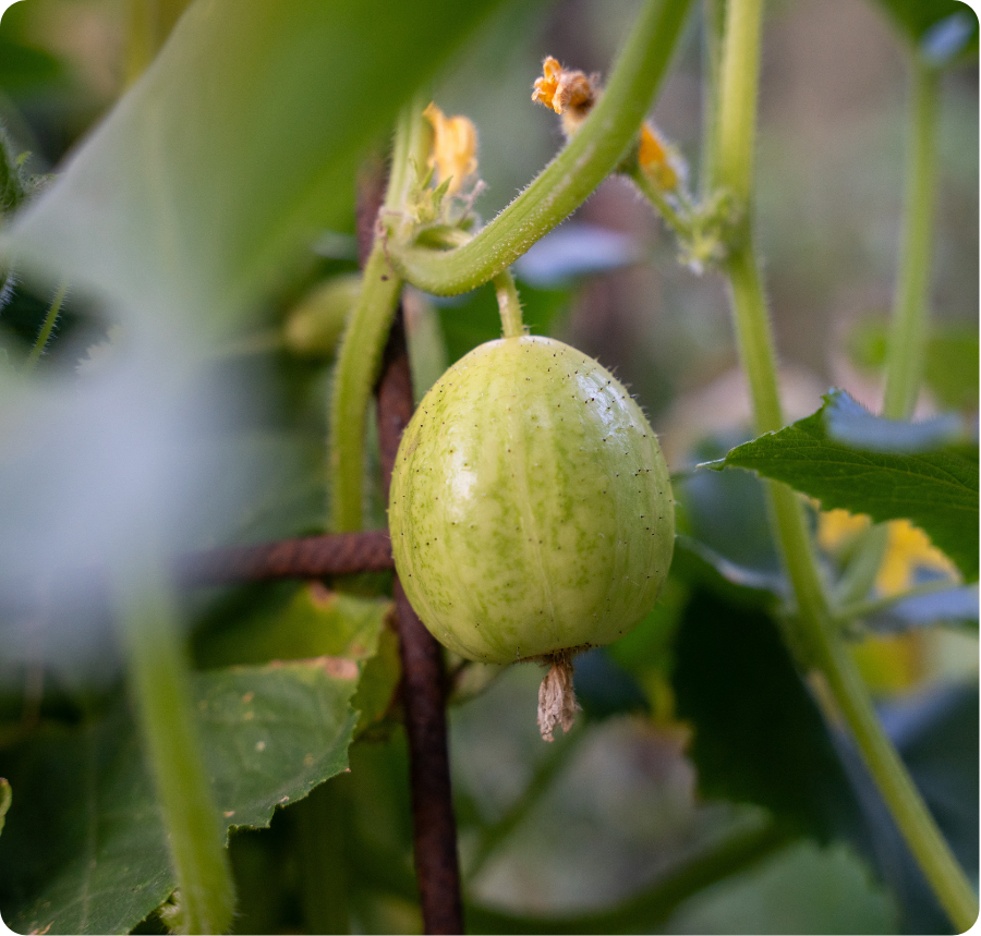 Augurk gefotografeerd in de moestuin